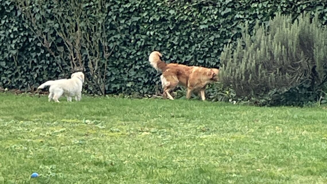 Otis & zijn mama Zaya