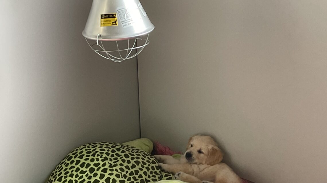 Otis’ nestje