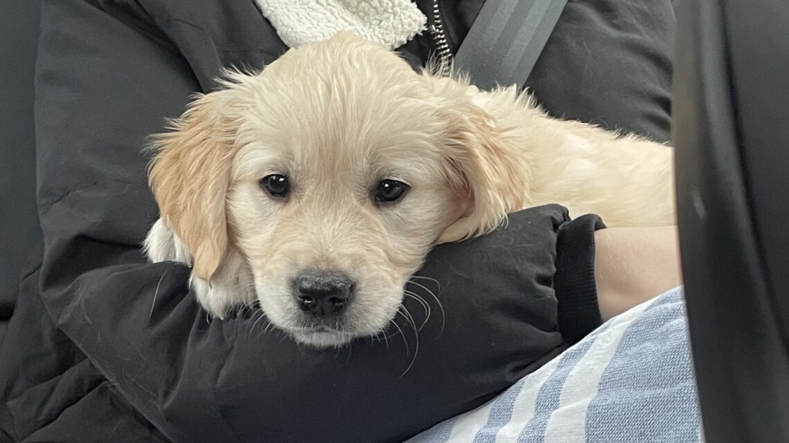 Otis’ eerste dagen bij ons